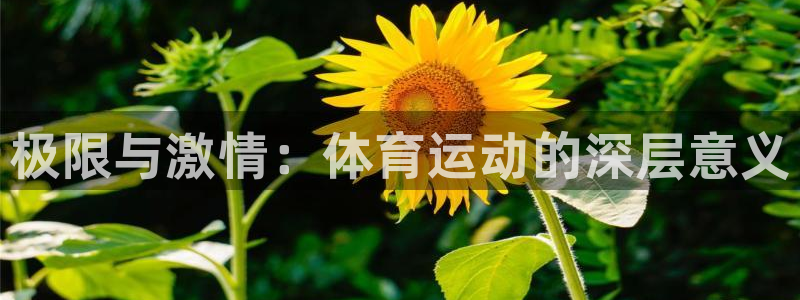 JJB竞技宝官方正版app娱乐网站